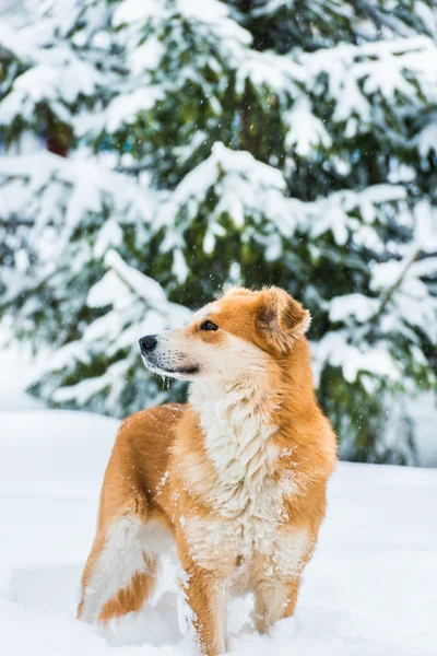 kar üzerinde kırmızı köpek