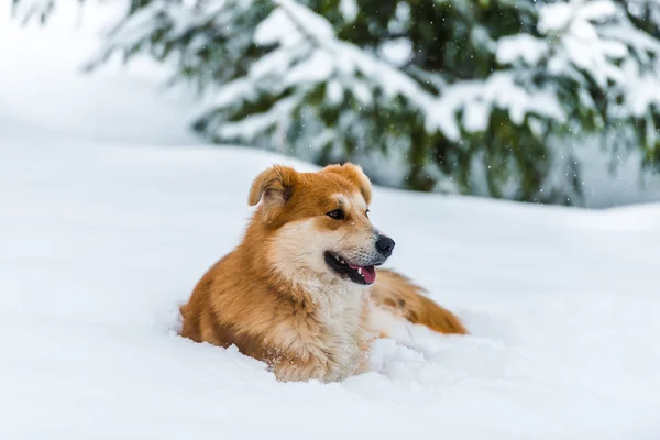 Κόκκινο σκύλο στο χιόνι — Φωτογραφία Αρχείου
