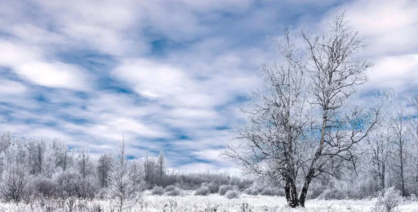 Inverno paisagem floresta — Fotografia de Stock