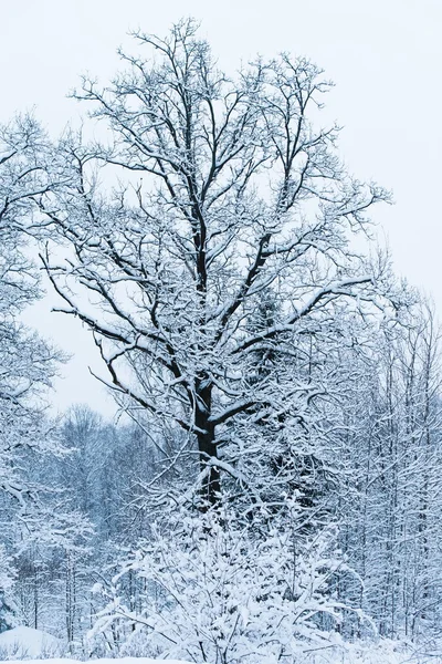 Kış manzara orman — Stok fotoğraf