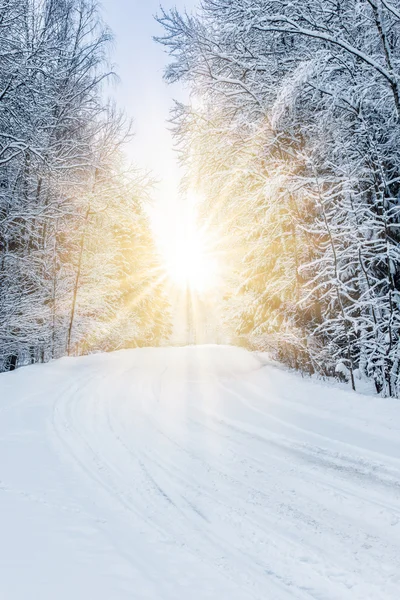 Paesaggio invernale foresta — Foto Stock