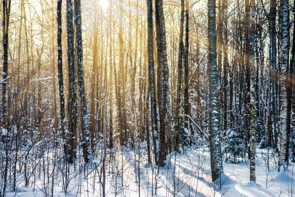 Porte ouverte et forêt d'hiver — Photo