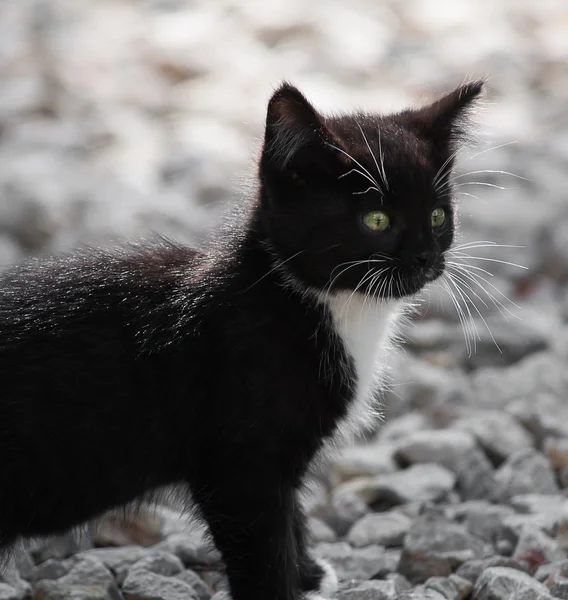 年轻野生猫 — 图库照片