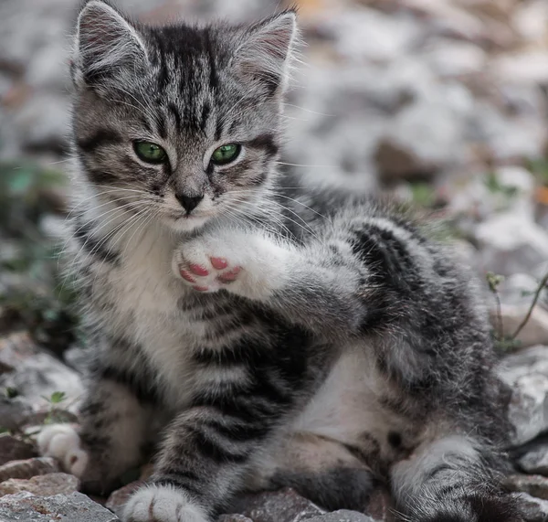 Молодой дикий кот — стоковое фото