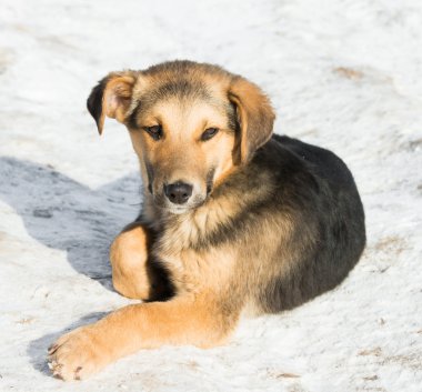 kar içinde köpek yavrusu