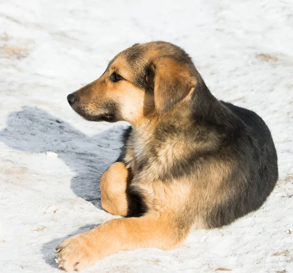 雪の中で小さな子犬 — ストック写真