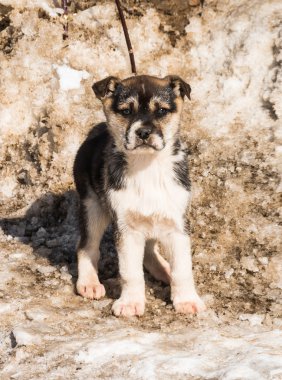kar içinde köpek yavrusu