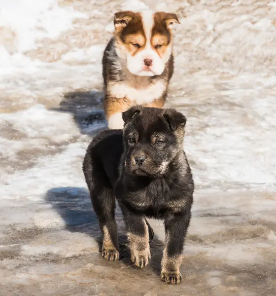 雪の中で小さな子犬 — ストック写真