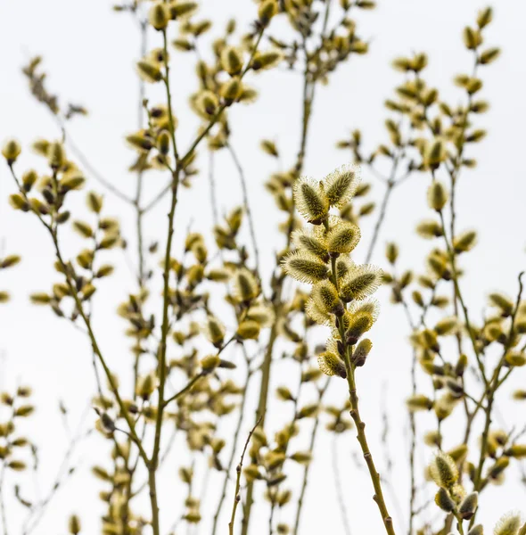 Blommande willow — Stockfoto