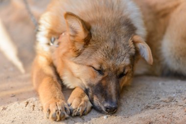 büyük kırmızı köpek