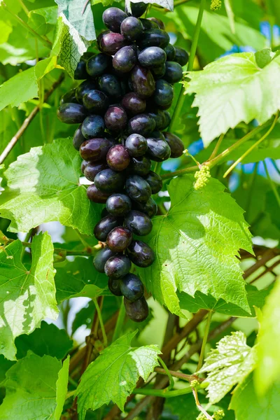Viña de uva —  Fotos de Stock
