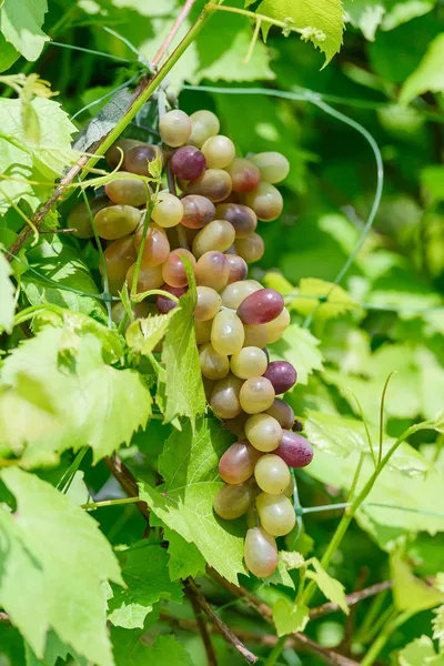 Vite d'uva — Foto Stock