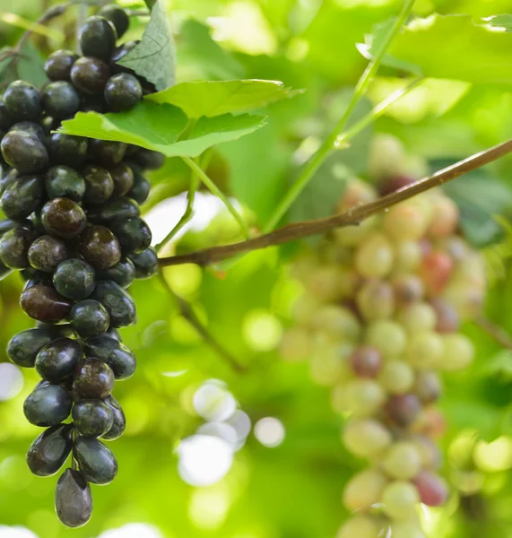 Vite d'uva — Foto Stock