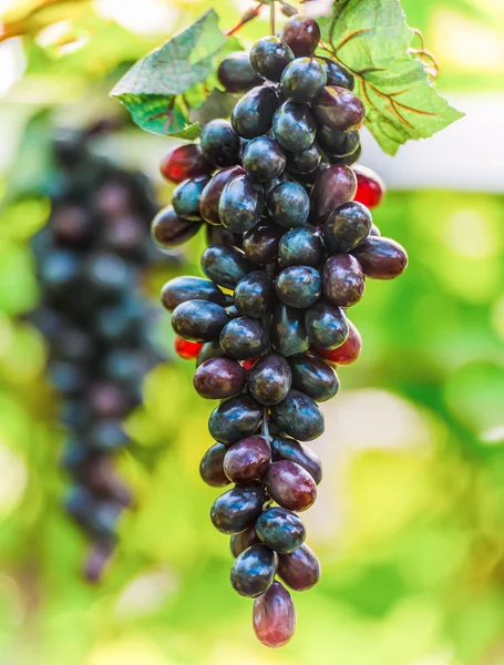 Vinha de uva — Fotografia de Stock