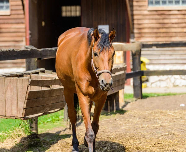 Cavalo em uma fazenda — Fotografia de Stock