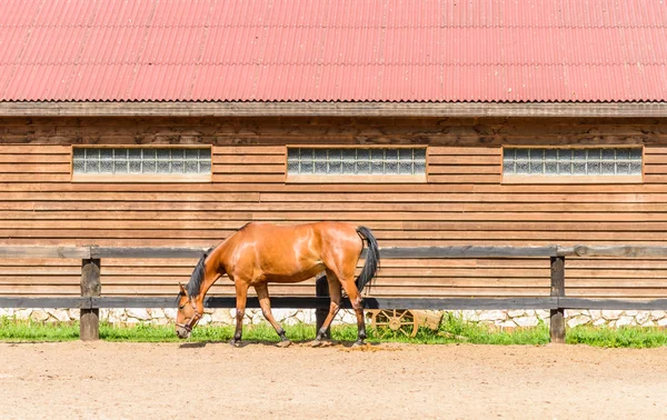 农场上的马 — 图库照片
