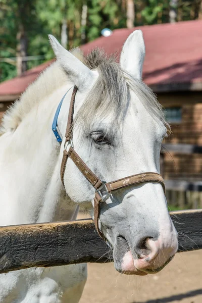 Cavallo in una fattoria — Foto Stock
