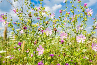 Daisy bir çayır üzerinde