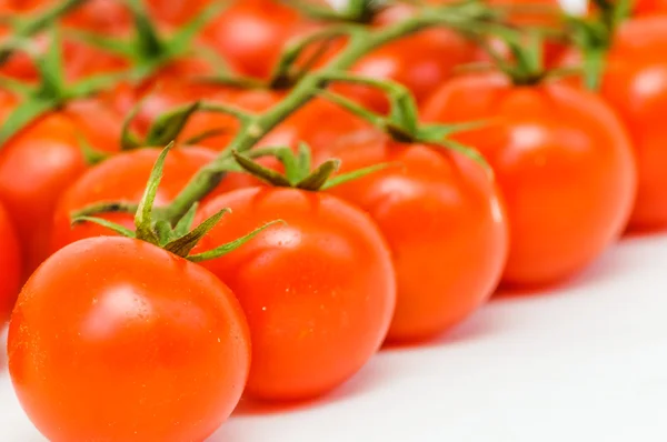 Branch of the tomato — Stock Photo, Image