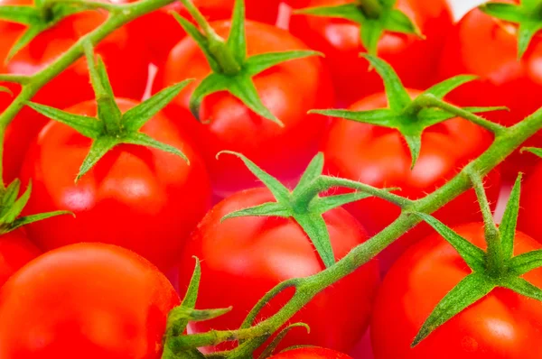 Ramo do tomate — Fotografia de Stock