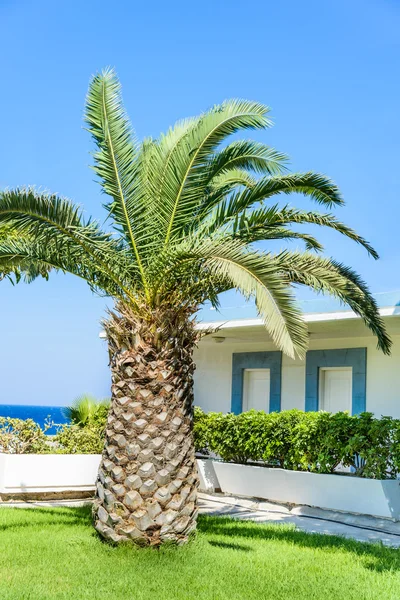 Palm tree krajina — Stockfoto