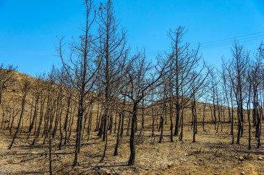 Yangından sonra orman