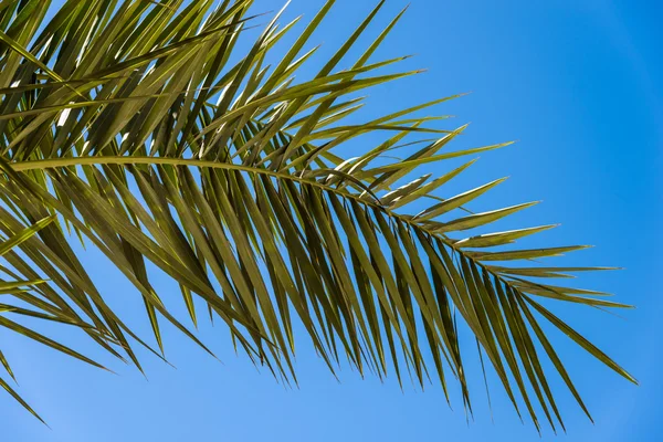 Palm boom landschap — Stockfoto