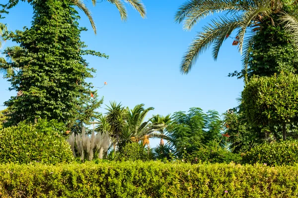 Palm boom landschap — Stockfoto
