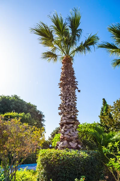 Palmiye ağacı peyzaj — Stok fotoğraf