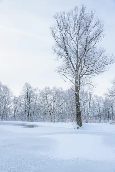 Niet bevroren vijver in de winter — Stockfoto