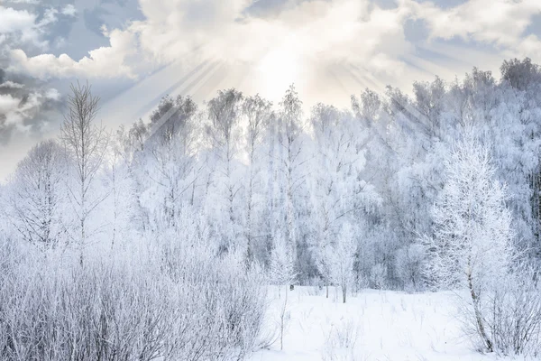 Zon in de winter bos bomen bedekt met sneeuw — Stockfoto