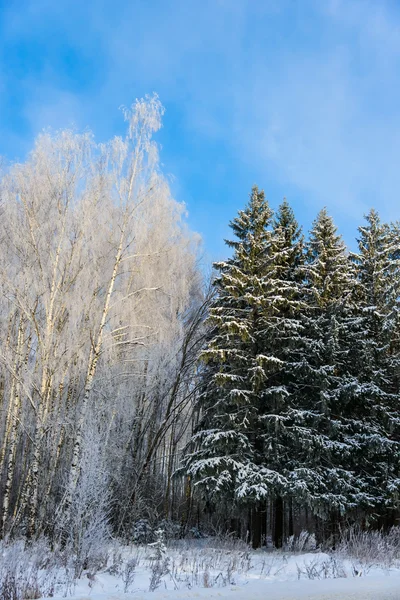 Foresta di latifoglie e conifere in inverno — Foto Stock