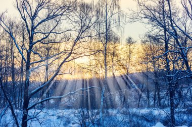 Kış ormanlarındaki güneş karla kaplı ağaçlar
