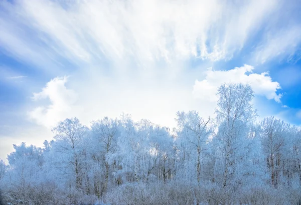 Sonne im Winter Waldbäume mit Schnee bedeckt — Stockfoto