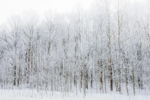 Nie zamarznięty staw w zimie — Zdjęcie stockowe