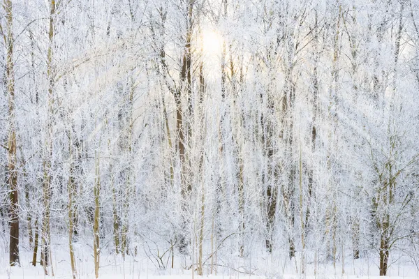 Étang non gelé en hiver — Photo