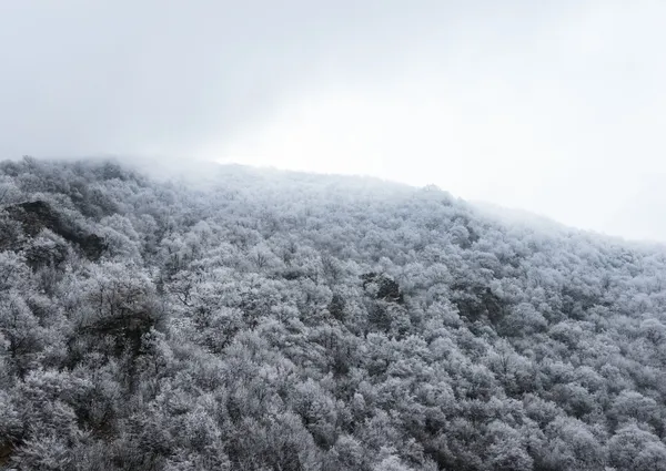 Cima de montañas cubiertas de bosque de pinos cubierto de nieve en la niebla — Foto de Stock