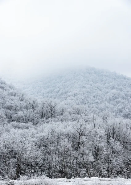 霧の中で雪に覆われた松の林に覆われた山の上部 — ストック写真