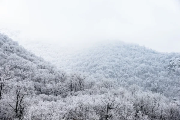 霧の中で雪に覆われた松の林に覆われた山の上部 — ストック写真