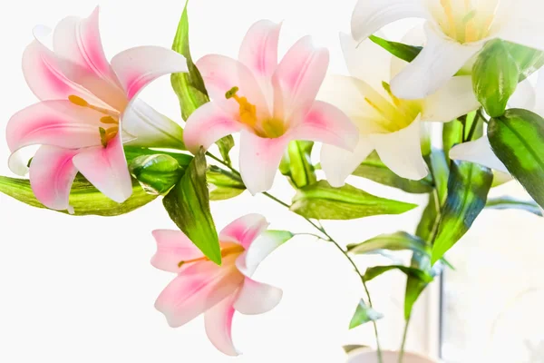 Lily — Stock Photo, Image