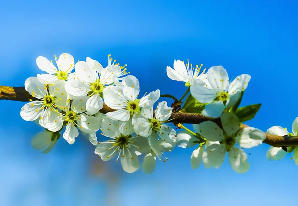 Körsbärsblommor — Stockfoto