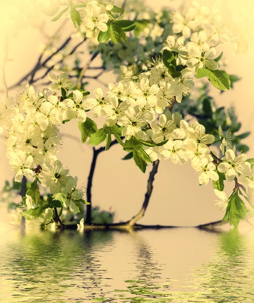 Flores de cerezo — Foto de Stock