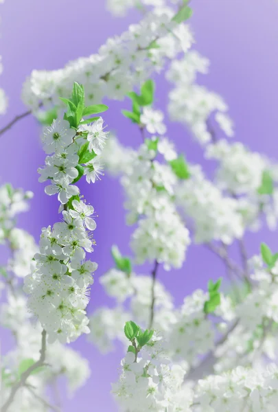 Kirschblüten — Stockfoto