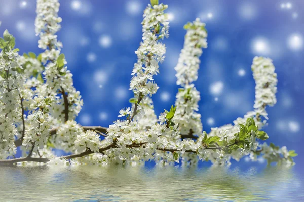 Fiori di ciliegio — Foto Stock