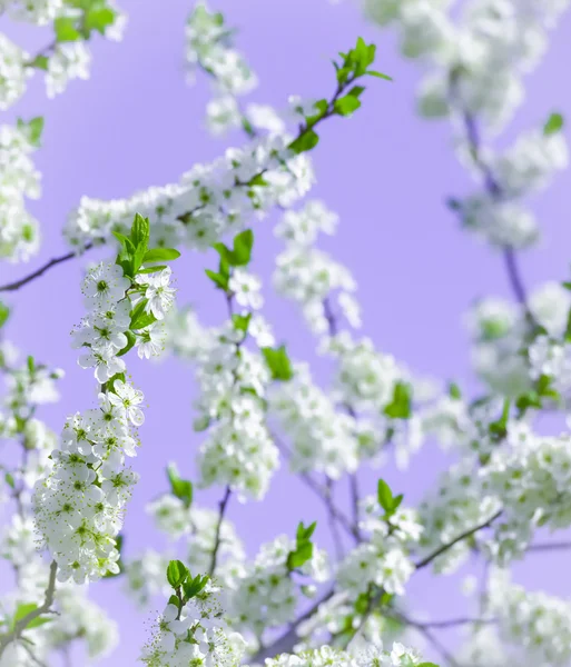 Fiori di ciliegio — Foto Stock