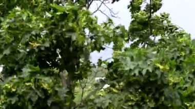 Fırtına rüzgar ile