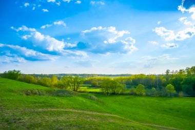 Daisy bir çayır üzerinde
