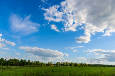 Daisy bir çayır üzerinde