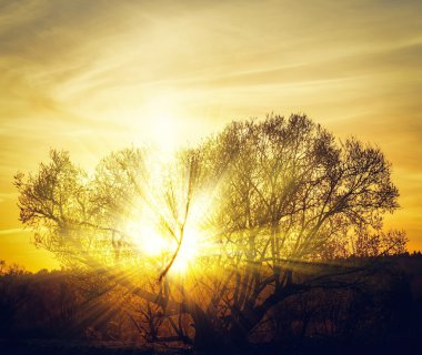 bir ağaç üzerinde güneş