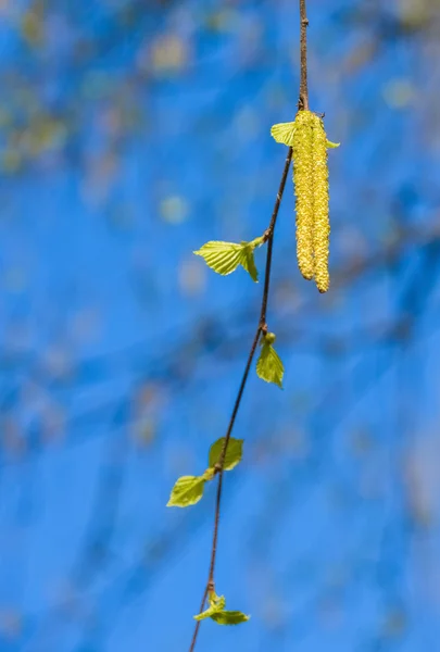 Bříza s kočičími květy — Stock fotografie